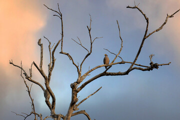 Fototapeta na wymiar Eagle sitting on tree against the sky