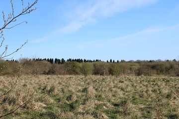 Scenic scrubland with forest in the distance and bright blue sky
