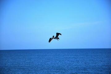 Fototapeta na wymiar Pelikan über dem Golf von Mexico, Naples, Florida