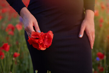 Elegant girl in a black dress in a poppy field with a poppy in her hand.
