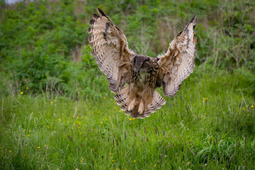 Captive Eagle Owl