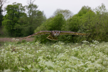 Captive Eagle Owl