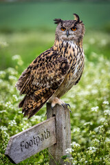 Captive Eagle Owl