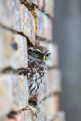 Little Owl