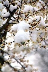 obstblüten im schnee