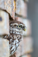 Little Owl