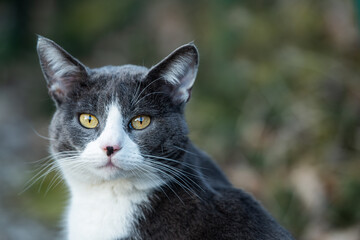 Domestic cat in nature background