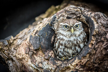 Little Owl