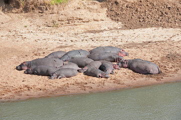 Hippopotamus, Hexaprotodon liberiensis, Masai mara National Reserve, Kenya, Africa