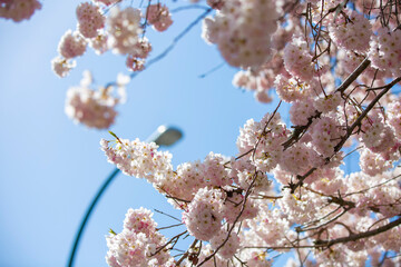 住宅地に咲く満開の桜と青い空
