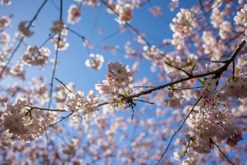 海外で咲く満開の桜と青い空