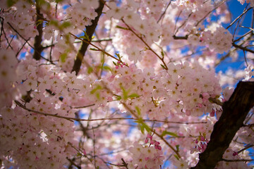 満開に咲く海外の桜