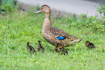 Mother duck and her ducklings