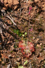 Carnivore plant, Drosera burmannii, Satara, Maharashtra, India