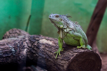 iguana on a branch