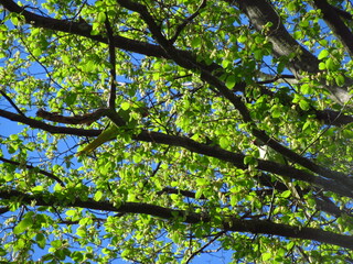 Grüne Papageien in Ästen