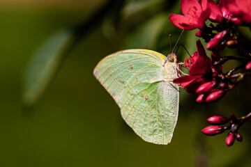 butterfly on a flower
