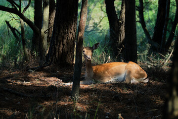 Portrait of a deer resting into the woods