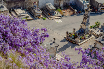 Glycine flowers drape the cliff behind the cemetery during springtime