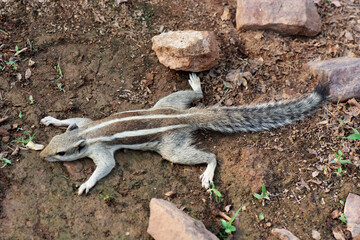 Indian Palm Squirrel, Funambulus palmarum, Ranathambore, Rajasthan, India