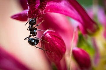 ant on flower