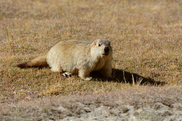 Marmot Full body, Marmota flaviventris, Ladakh, Jammu Kashmir, India