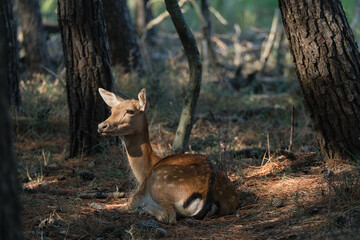 Portrait of a deer resting into the woods