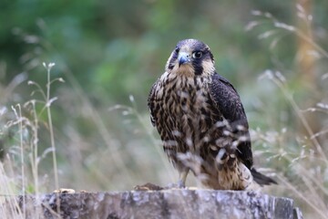 Young peregrine falcon sitting on the ground. Falco peregrinus in the nature habitat. nests in the national park czech switzerland