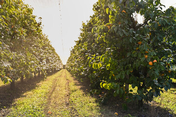 Persimmon trees with lots of persimmons. Rows of Fruit Trees. Plantation with a crop. soft focus,...