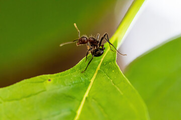ant on leaf