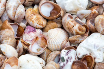 shells on the beach