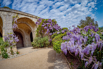 Wall of purple glycine covering cliff during springtime in southern Europe