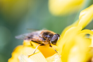 Bee sitting in a yellow narciso