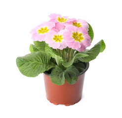 Beautiful primula (primrose) plant with pink flowers isolated on white. Spring blossom