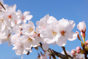 日本の桜の花のアップ
