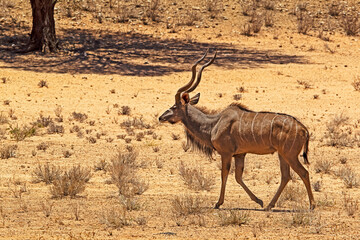 Solitary Kudu Bull in dry Kalahari