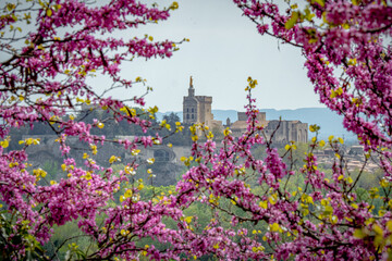 Spring time flowers form a frame around the palais des Papes in Avignon France