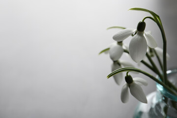 Beautiful snowdrop flowers in glass vase, closeup. Space for text