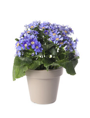 Naklejka na ściany i meble Beautiful purple cineraria plant in flower pot isolated on white