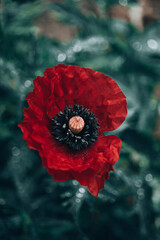 Blooming poppy. Plants after the rain. Drops on the flowers. - 426004399