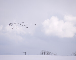 群れで飛ぶ鳥（Birds flying in a flock）