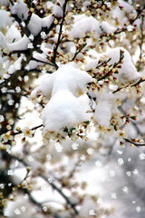 wintereinbruch im obstgarten   schneeflocken
