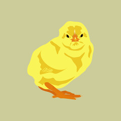 Yellow chick isolated on a gray background. Vector illustration.