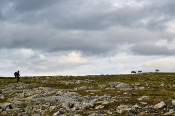 A young girl is watching some reindeer on a hill