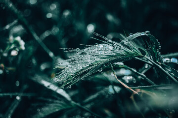 Dark green grass after rain. A lot of drops on the leaves. The freshness of the morning. Bokeh Background. - 426005525