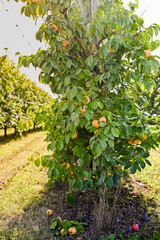 Persimmon trees with a lot of persimmons on tree branches and fallen on the ground. Garden with a crop. Copy space. Soft focus, sun glare in the frame.