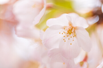 Naklejka na ściany i meble 淡い光が花弁を透過する桜の花のクローズアップ