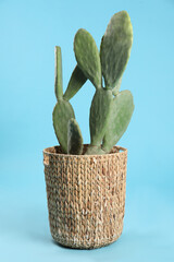 Beautiful cactus on light blue background. Tropical plant