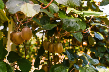 Kiwi on a kiwi tree plantation with with huge clusters of fruits. Garden with trees and organic fruits. Solar light and leaf movement. Soft focus, sun glare in the frame.