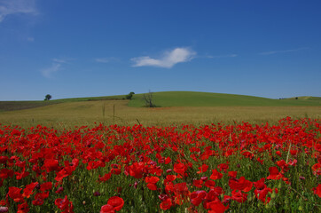 Red poppies and blue sky with clouds
